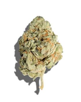 Prescription-grade Frosted Gelato medical flower, AI generated