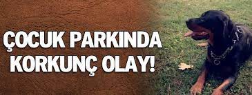 devriye haber parkta lina nin olumu belki de bir cocugu kurtar animals dogs