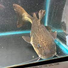 Before purchasing your very own tang fish for sale, be sure to read salt water fish shop's tang fish care sheet to ensure proper care and proper tang fish care for your new tang fish. Yellow Xanthic Catfish Short Body For Sale Exotic Fish Shop 774 400 4598