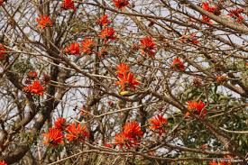 Image result for Erythrina madagascariensis