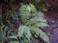 Image result for Thelypteridaceae