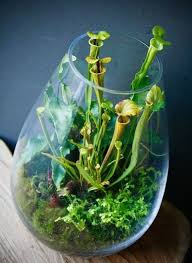 Create A Fascinating Carnivorous Terrarium Container Water Gardens Carnivorous Plants Terrarium Plants Indoor Gardening Diy