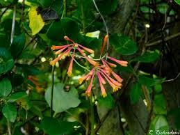 Image result for Caprifoliaceae