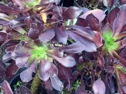 Premier trees, shrubs & flowers george and cathy have a selection of trees and shrubs that is wide in both variety and in size. Succulents Cacti Wholesale Nursery Nurseries In Melbourne Sydney Brisbane Plantmark