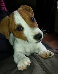 Sweet Mountain Feist Puppy Mountain Feist Jack Russell Terrier Jack Russell Puppies