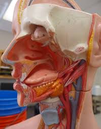 Labeled human torso models feature clear views of the vertebrae, spinal cord, spinal nerves, vertebral arteries, lungs, stomach, liver, intestinal tract, kidneys, heart, and more. Torso Model Respiratory Set 1 Diagram Quizlet