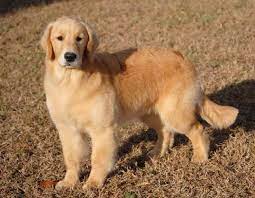 We are continuing a golden retriever line started in australia 23 years ago by lillian robinson of glenregal kennels. Golden Retriever Puppies For Sale In Va Petsidi