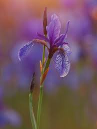 Keep reading to learn more about how to transplant iris. How To Take Care Of Iris Flowers