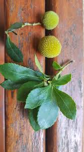 Image result for Lannea schimperi