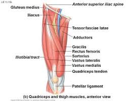 Rectus femoris, vastus lateralis, vastus medialis and vastus intermedius. Quadriceps Tendon Tear Physiopedia