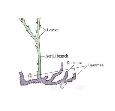 Image result for Psilotum