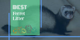 Clay litter is not a safe choice. The Best Ferret Litter Recommendations 2021 Pets Pest