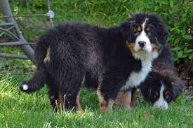 Mar 29, 2015 · welcome to rhapsody bernese mountain dogs we are a small breeder and kennel in california. Bernese Mountain Dog For Sale California