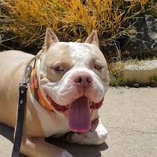We did not find results for: Dog For Adoption Boaris American Bully Lowrider Loves Small Doggies An American Staffordshire Terrier English Bulldog Mix In Hermosa Beach Ca Petfinder