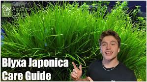 Image result for Blyxa