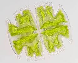 Image result for Micractis