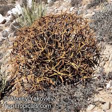 Image result for Aloidendron