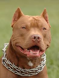 Divorce Lawyers Styles Pit Bulls Lambs And Foxes Pitbull Terrier Red Nose Pitbull Pitbulls