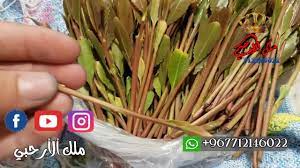 حزين احلى كوكتيل بهاء وحمادة وكامل وشرين وهانى. Ù‚Ø§Øª Ø£Ø±Ø­Ø¨ÙŠ Ø§Ù…ÙŠØ§Ù„ Ù…Ù‚ØµØ± Youtube
