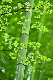Nature Design Movingforest Naturepower Naturedesign Designbynature Design Beautiful Nature Wallpaper Green Nature Flowers Photography