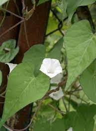 It was he who planted the seeds of freedom in the minds of the white man and he who provoked the civil war that led to it. Ipomoea Lacunosa Wikipedia