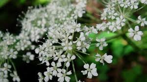 فوائد وأضرار حشيشة الملاك Plants