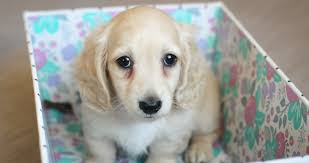 We hope you enjoy our site and we fell in love with english cream longhaired dachshunds in 2011 and our lives have never been the same! Crown Dachshunds