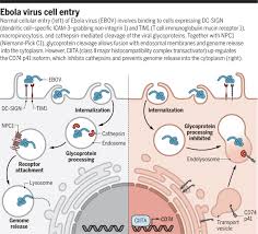 Check spelling or type a new query. Inhibiting Ebola Virus And Sars Cov 2 Entry Science