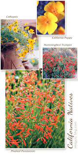 15 Top Native Plants Of Southern California California Plants California Native Garden California Flowers