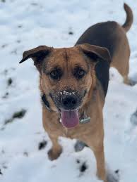 I'm going away this Saturday for a few days and am looking for a pet sitter  for my 3 dogs. I have the easiest job for someone that just likes to hang