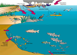Several rocks and volatiles of volcanic sampling procedure involves water samples from the surface and different depths, and mud from the bottom of lakes. Water World Bioaccumulation Of Heavy Metals