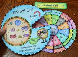 Animal And Plant Cell Wheel Foldable Bundle Biology Classroom Science Cells Plant Cell