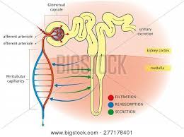 Fetal circulation made easy | epomedicine pertaining to schematic diagram of fetal circulation, image size 564 x 408 px, and to here is a picture gallery about schematic diagram of fetal circulation complete with the description of the image, please find the image you need. Schematic Diagram Vector Photo Free Trial Bigstock