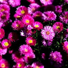 Image result for Asters `Jenny