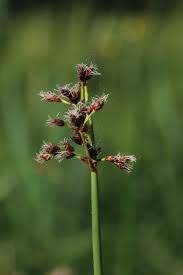 Image result for Schoenoplectus muricinux