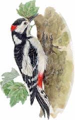 Una volta aveva scritto alcune righe su di un picchio accanto al titolo. Fauna Ambiente