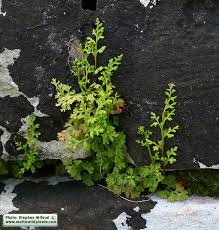 Image result for Anogramma