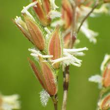 Image result for Leersia hexandra