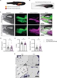 Todavía no disponemos de la letra de esta canción. An In Vivo Reporter For Tracking Lipid Droplet Dynamics In Transparent Zebrafish Elife