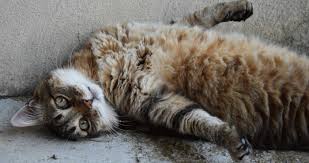 Kedilerde Kur Yapma Ve Ciftlesme Kedi Blog