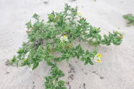 Image result for Euploca ovalifolia