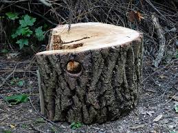 Inwieweit ein baum dieser größe gefällt werden darf, hängt davon ab, ob es in ihrer stadt/gemeinde eine baumschutzsatzung gibt. Das Mussen Sie Bei Einer Baumfallung Beachten