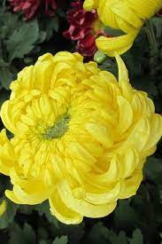 Pin On Best Of Flowers And Flowerthings