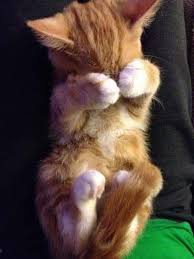 A little gas is a natural part of the digestive process and usually passes quickly. Why Does My Kitten Fart So Much Pets Kb