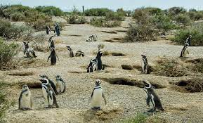 The reserve is home to the largest nesting colony in south america. Private Punta Tombo Penguin Rookery South America Tours