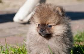 Maybe you would like to learn more about one of these? Pomeranian Colors Complete List Of All 13 Recognized Coat Colors All Things Dogs All Things Dogs
