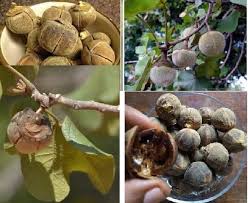 Image result for Thespesia garckeana