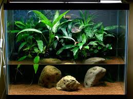 56g Riparium Aquascaping World Forum Fish Tank Plants Planted Aquarium Aquascape