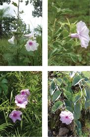 Image result for Ipomoea intrapilosa