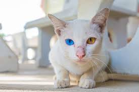 It was named because of its resemblance to the green color of one of the french liqueurs called green chartreuse, introduced in 1764. 7 Cool Facts About Cat Eye Colors Catster